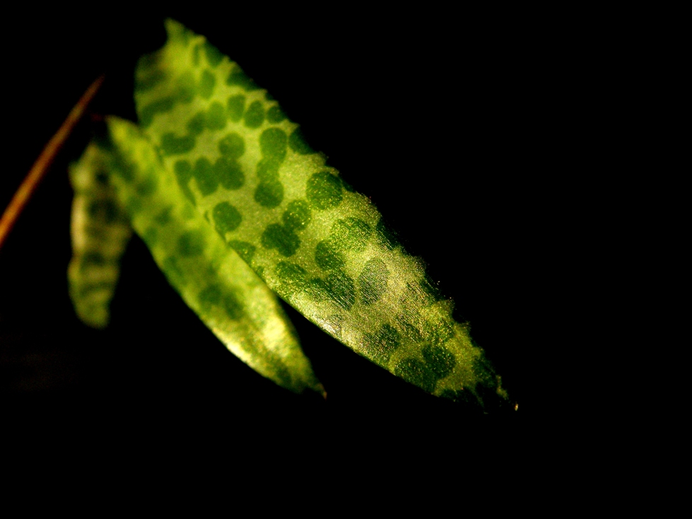 Macro - Foglia