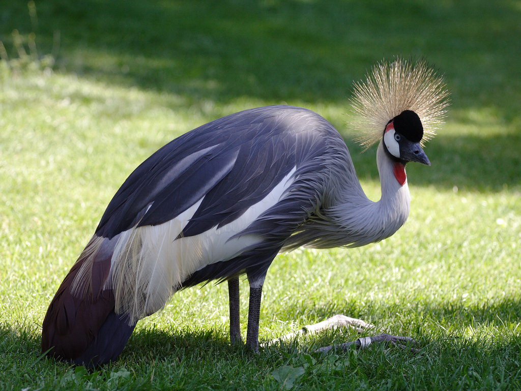 gru coronata