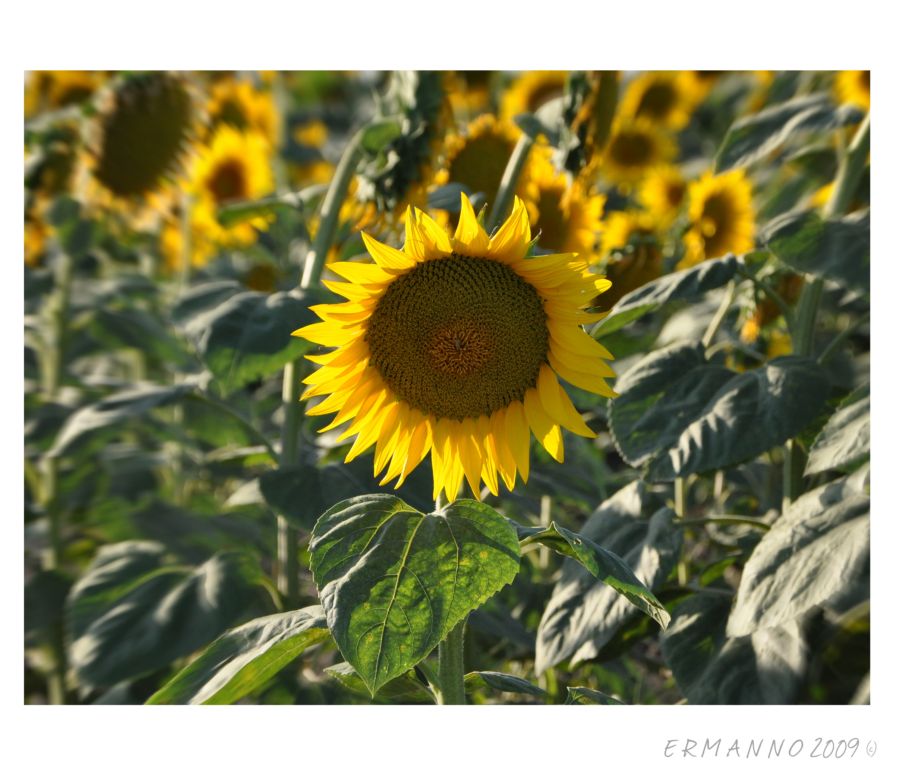 Gira il sole...