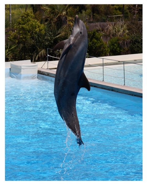 Il Delfino