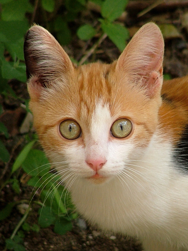 gattino