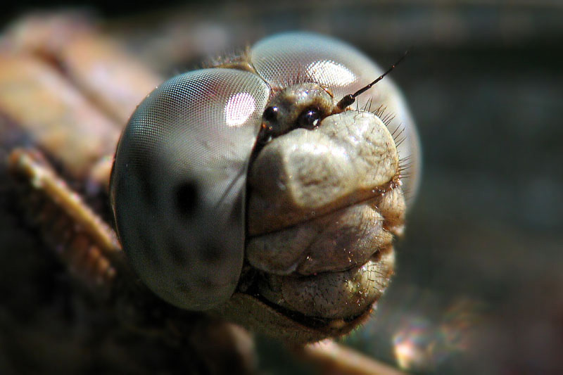 Libellula - Primo Piano
