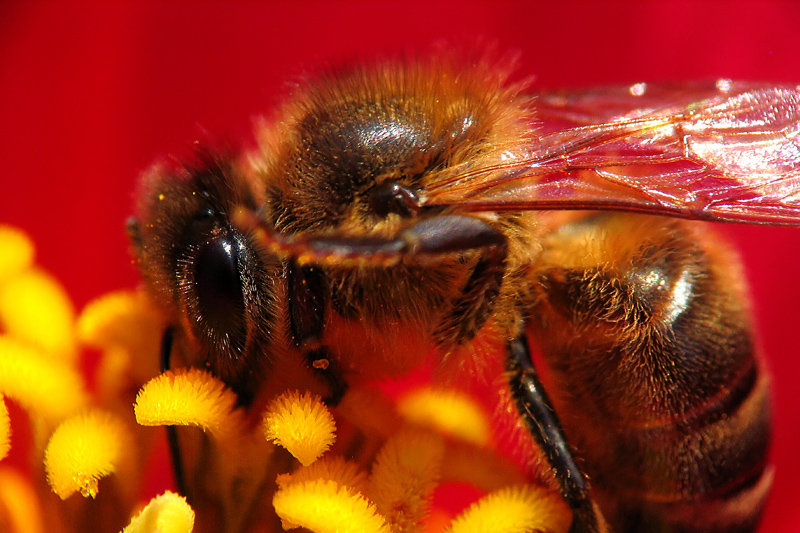 APE NEL FIORE