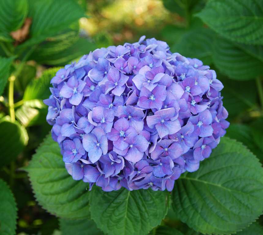 Fiori