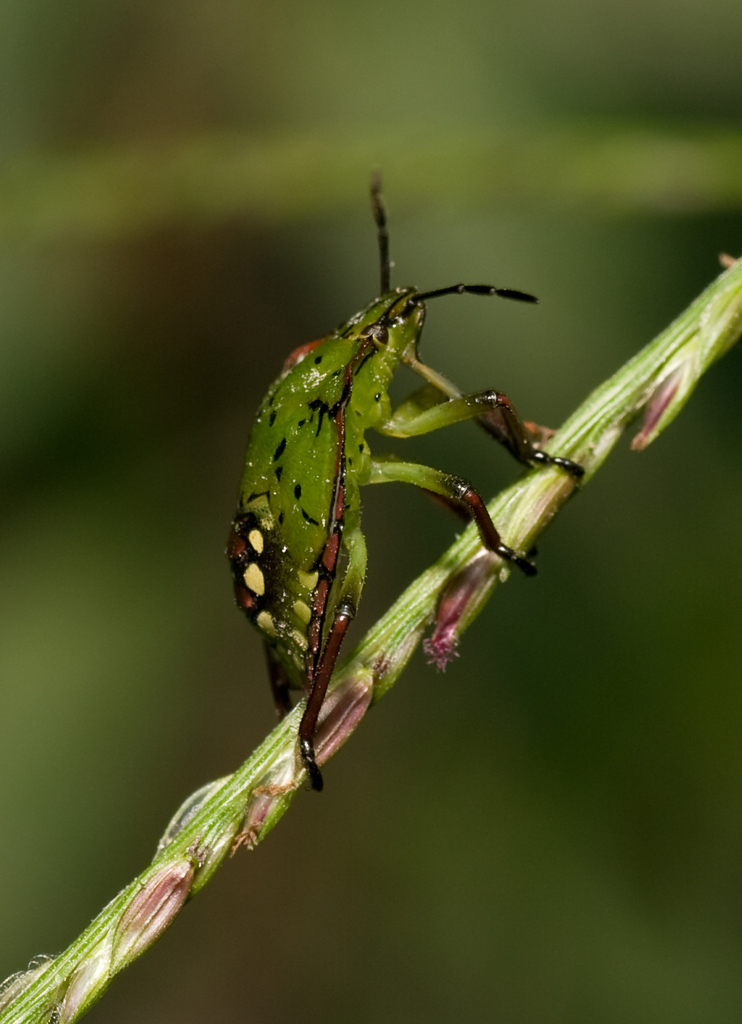 cimice