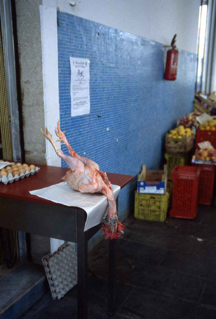 Il pollo