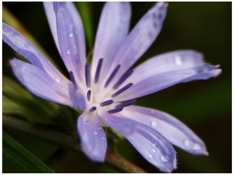 Fiore