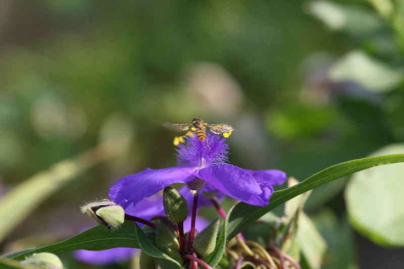 natura