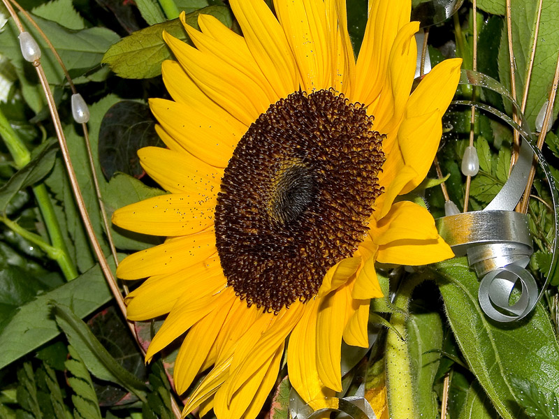 Girasole