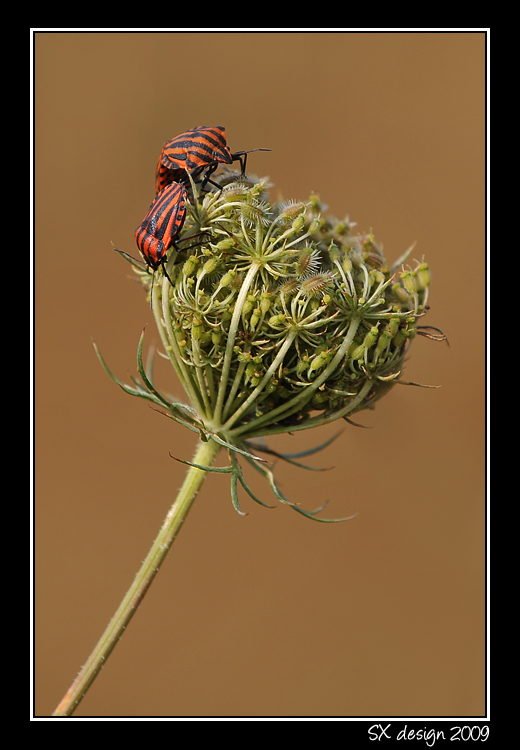 cimice - macro2
