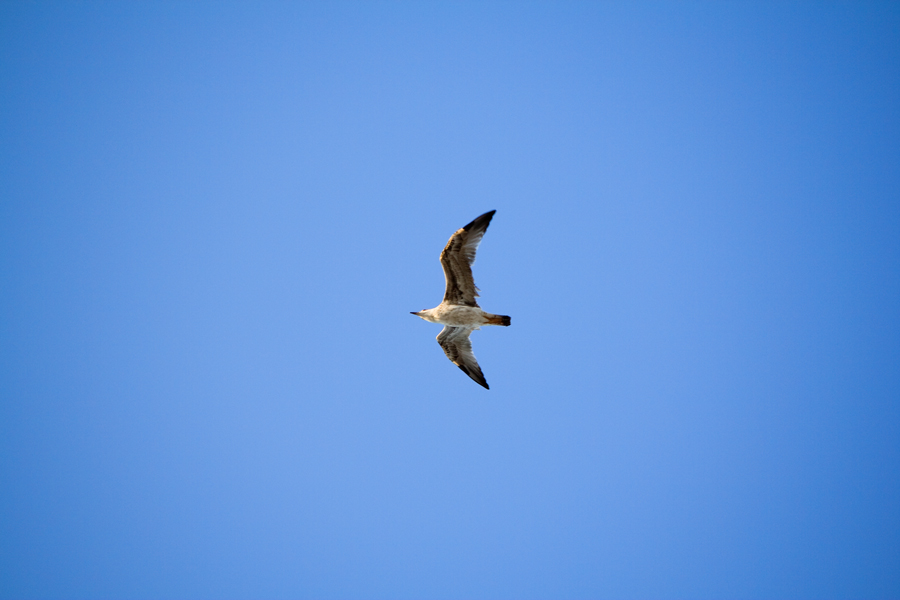 In volo