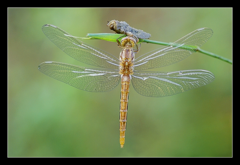 Libellula