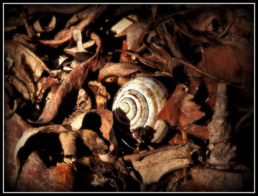 Novembre