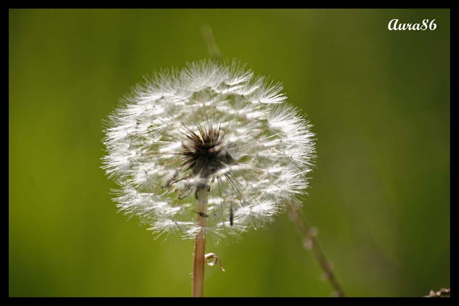 ...chi soffia?