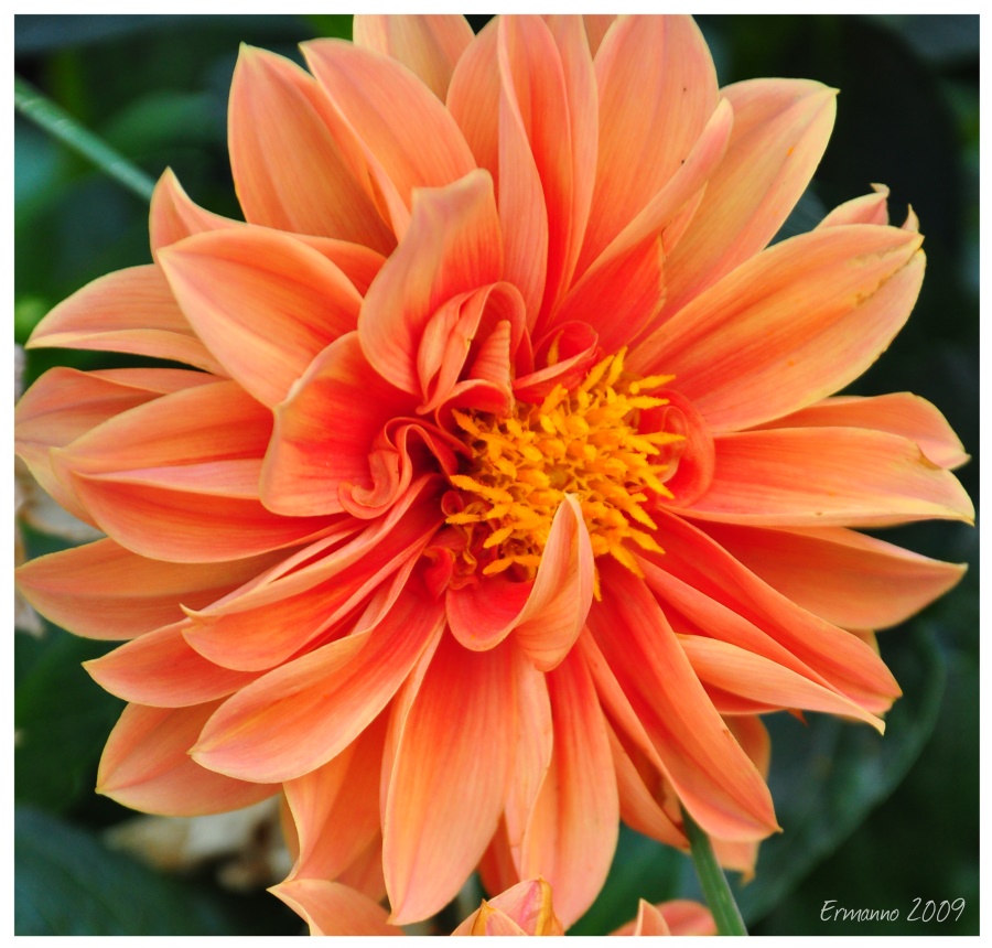 Fiore arancio