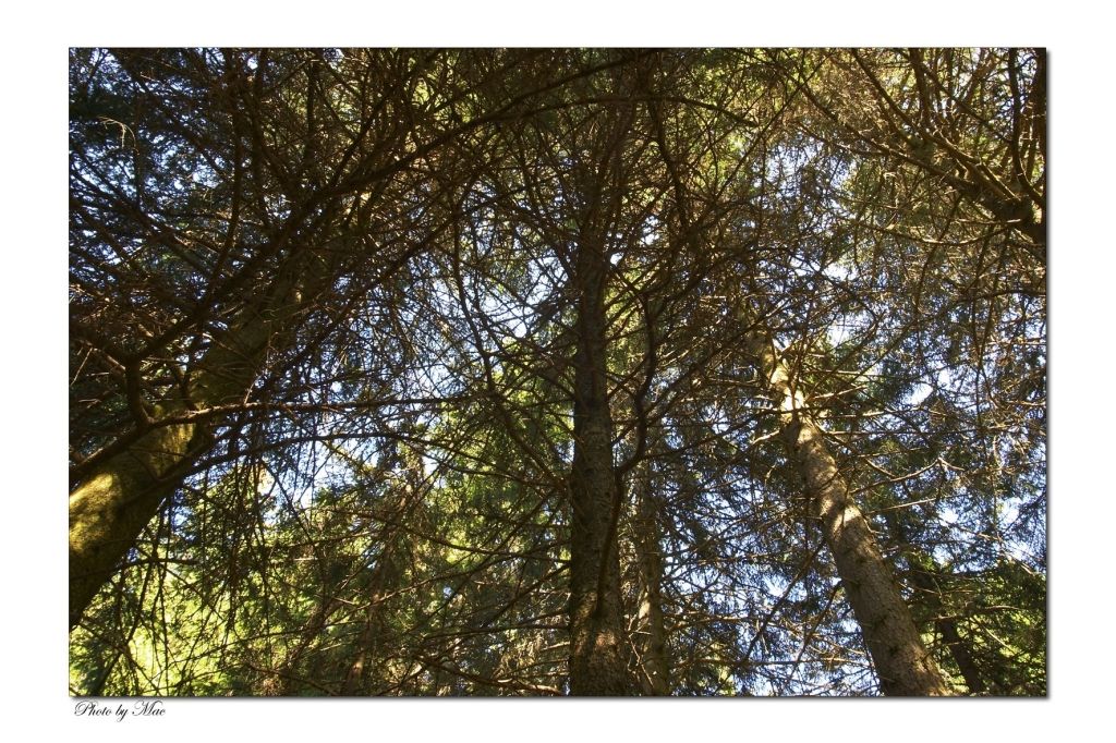 riflessi nel bosco 1