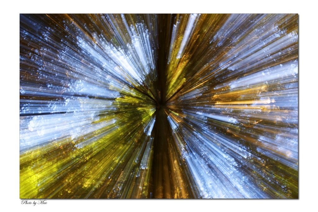 riflessi nel bosco 2