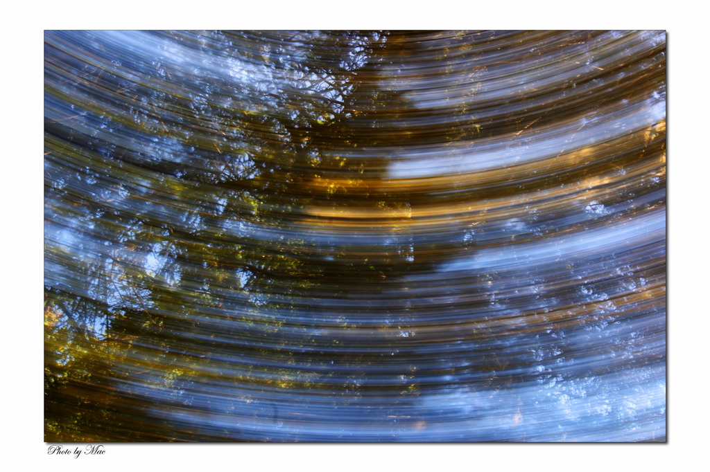 riflessi nel bosco 3