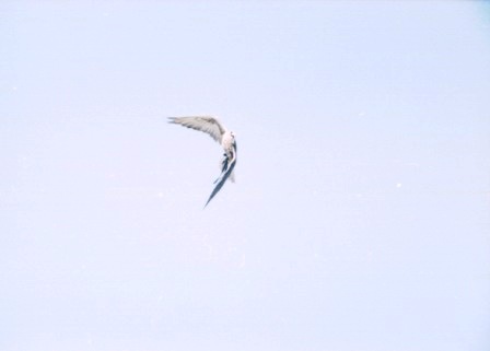 Falco1