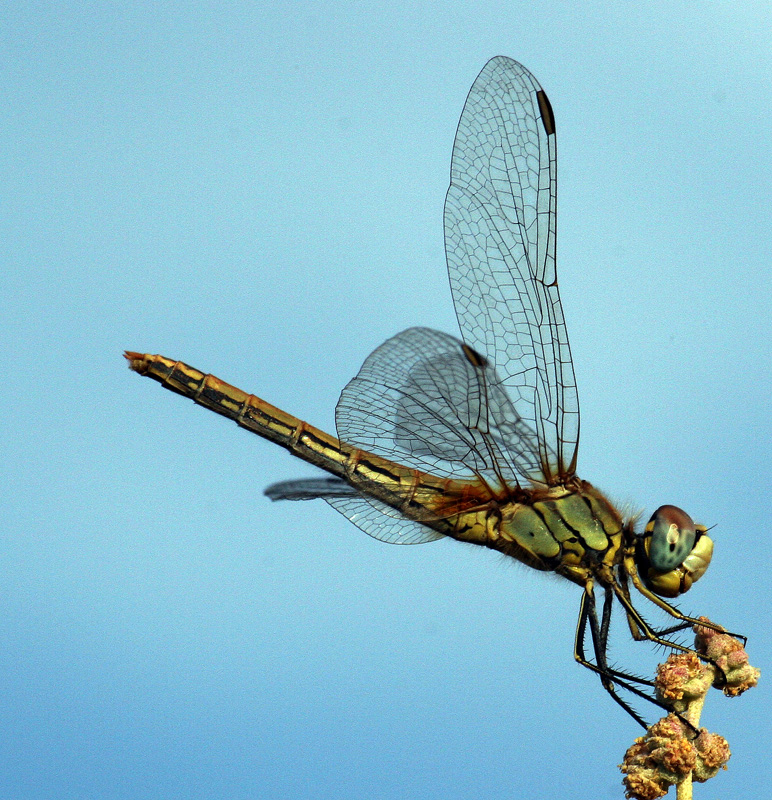 Libellula