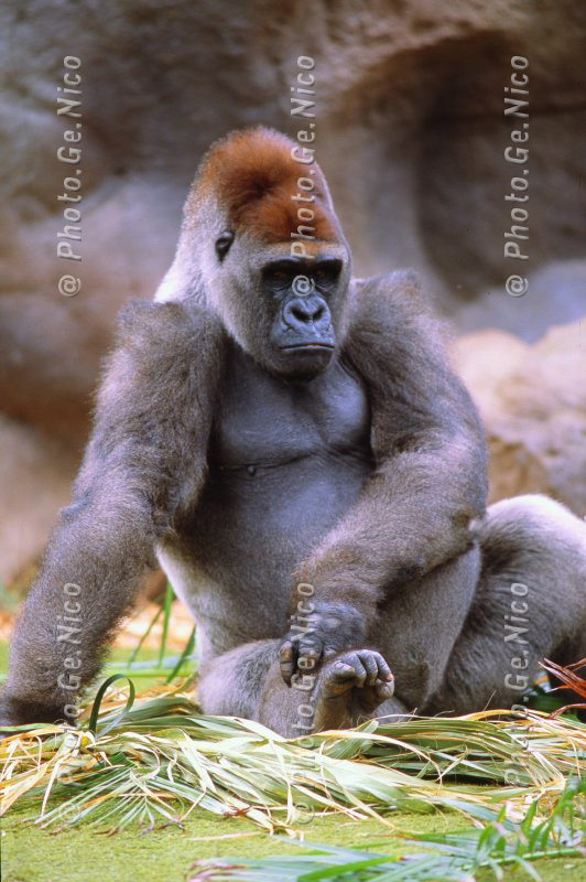 Gorilla