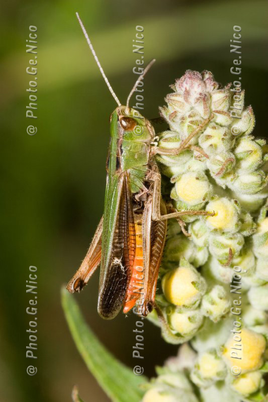 Cavalletta