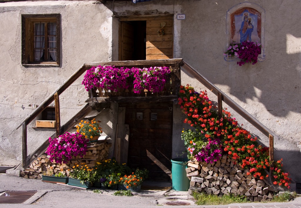 Fiori d'alta quota