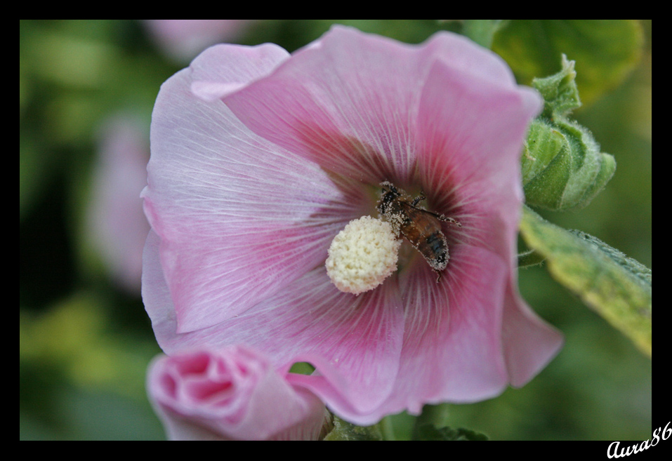 impollinata...