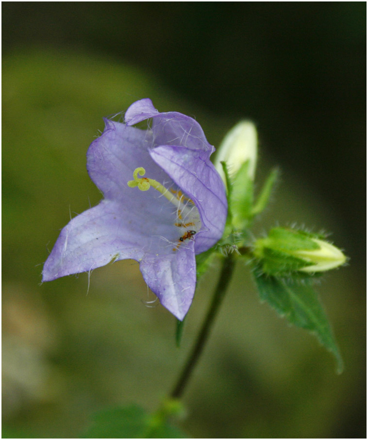 flower...