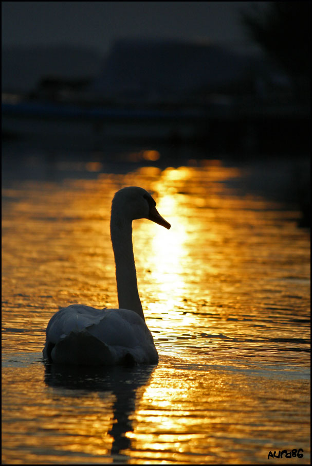 bagno d'oro...