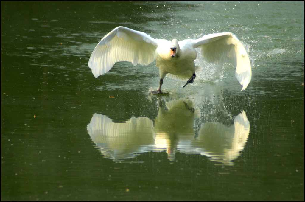 end of fly