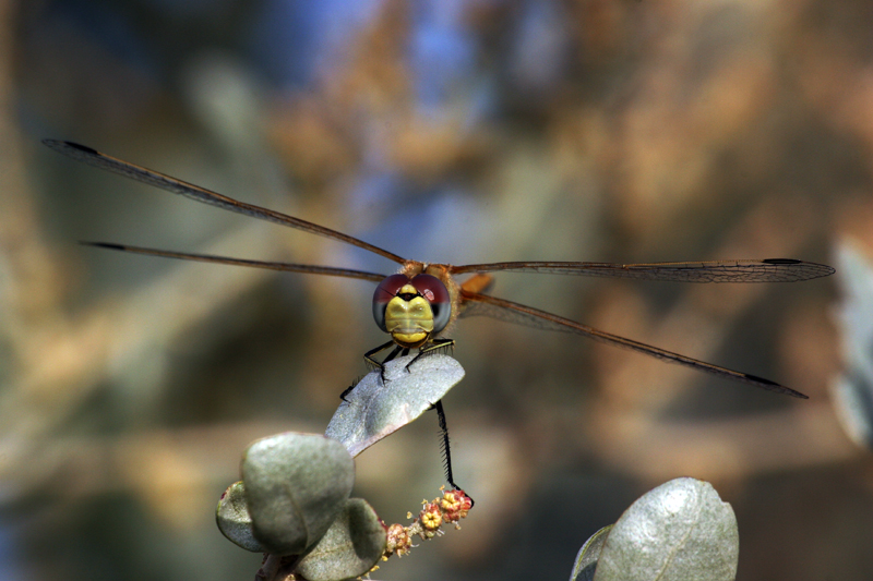 libellula2