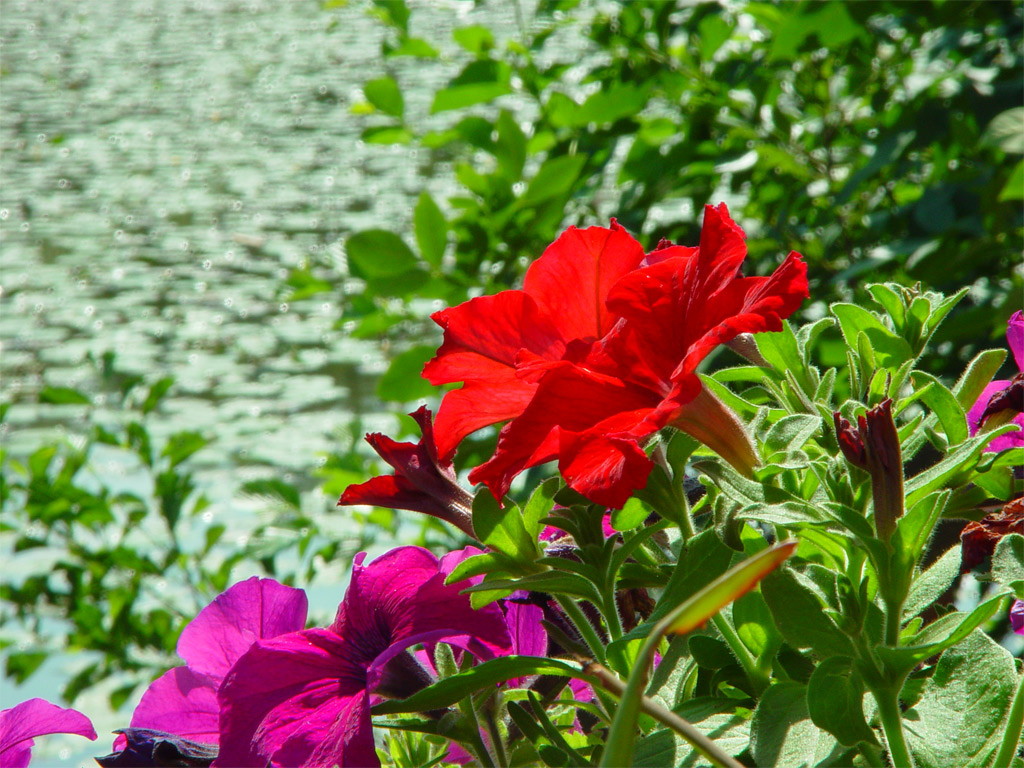 Red power