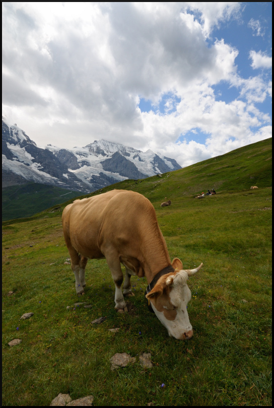 Mucca in quota