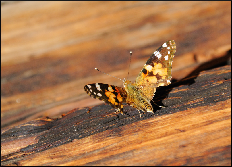 Farfalla
