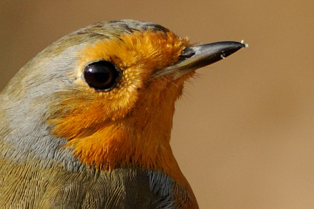 petti, crop
