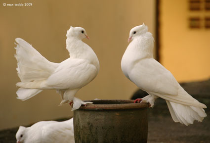 Lovely doves