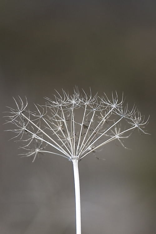 Dendrimeri