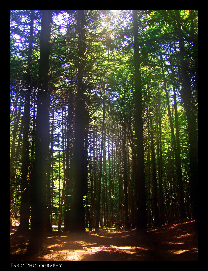 Fairy forest