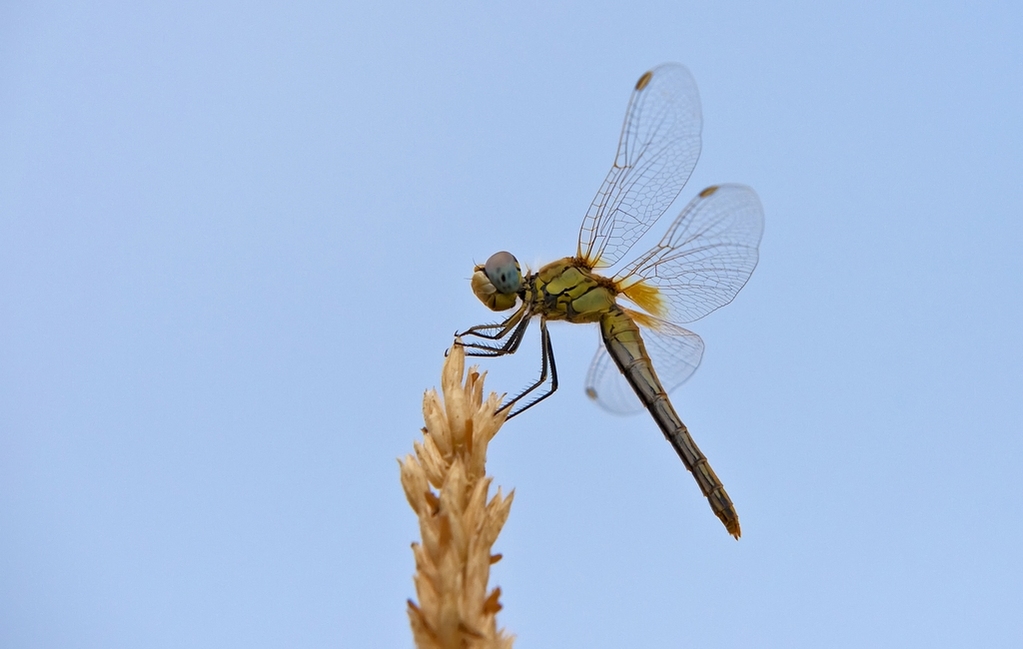 Libellula1