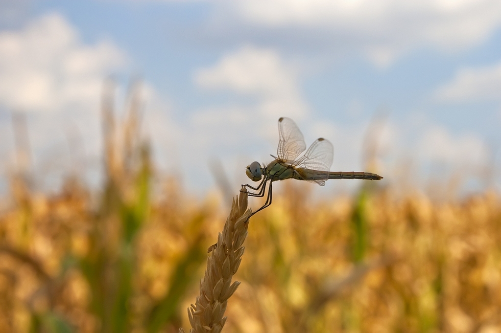 Libellula4