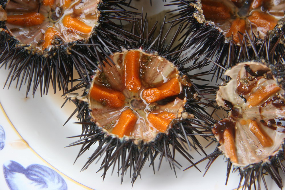 Ricci appena pescati.