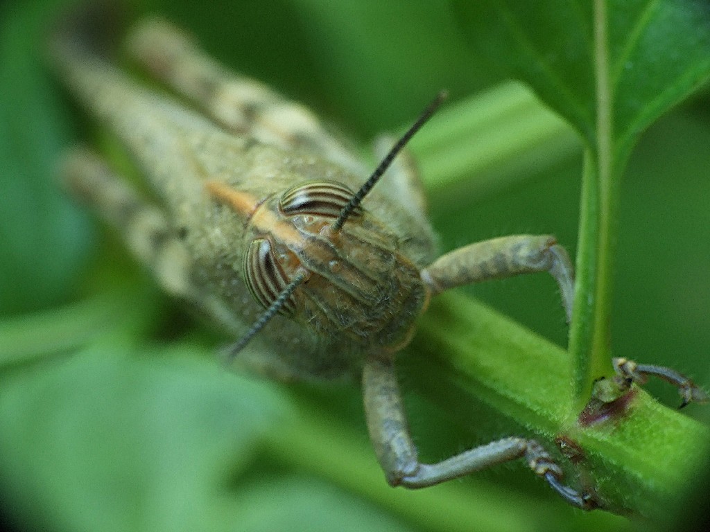 cavalletta