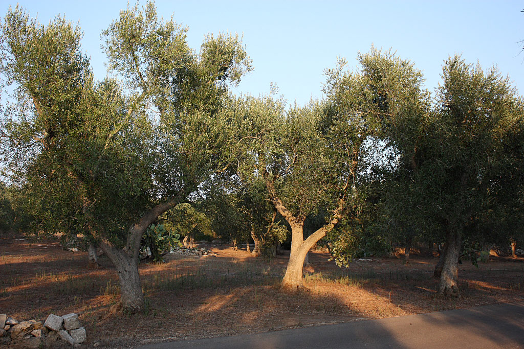 Ulivi