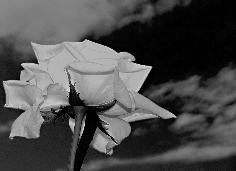 rosa