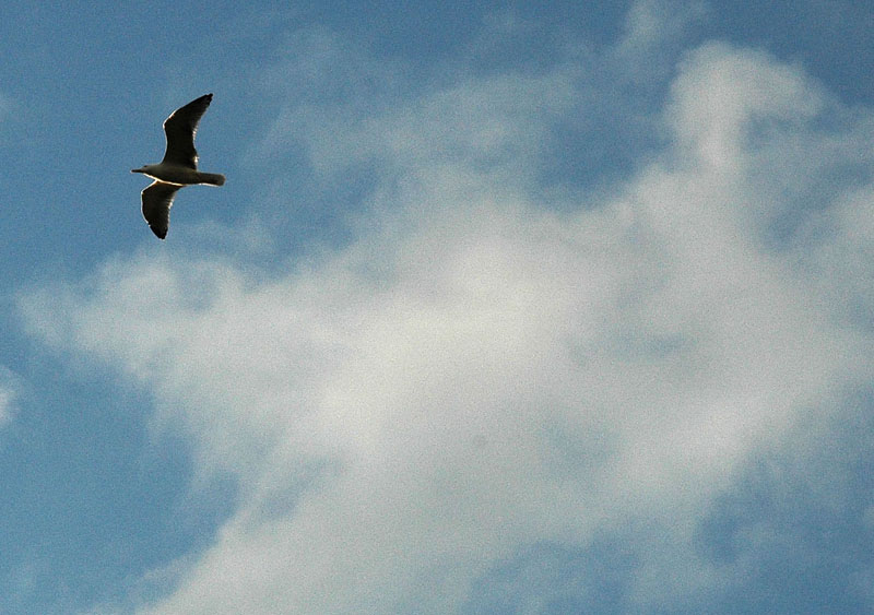 In volo