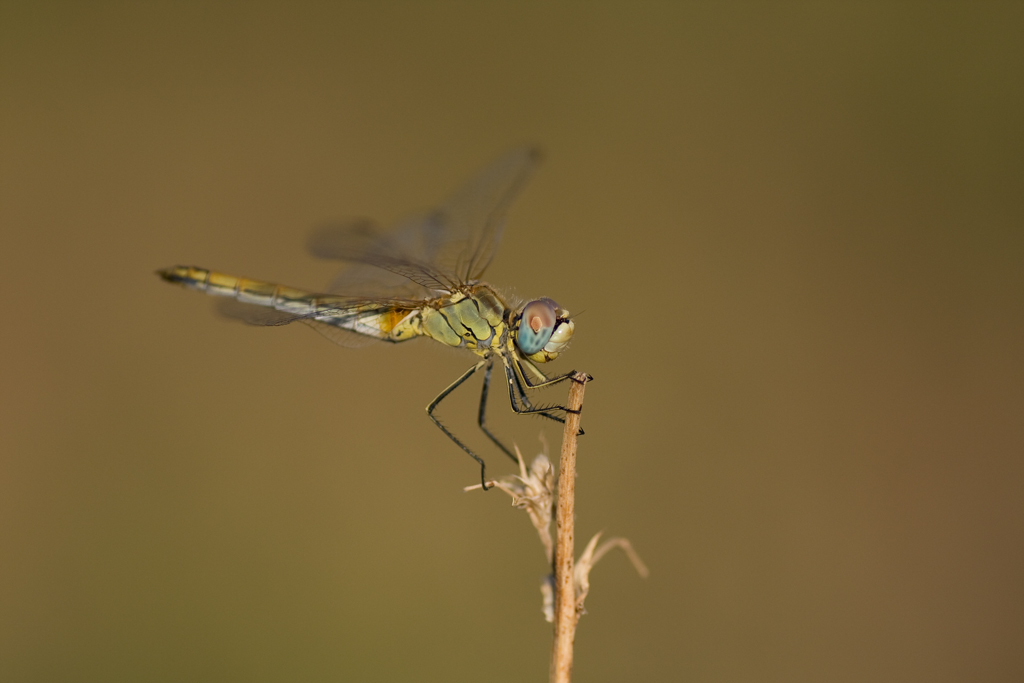 Libellula