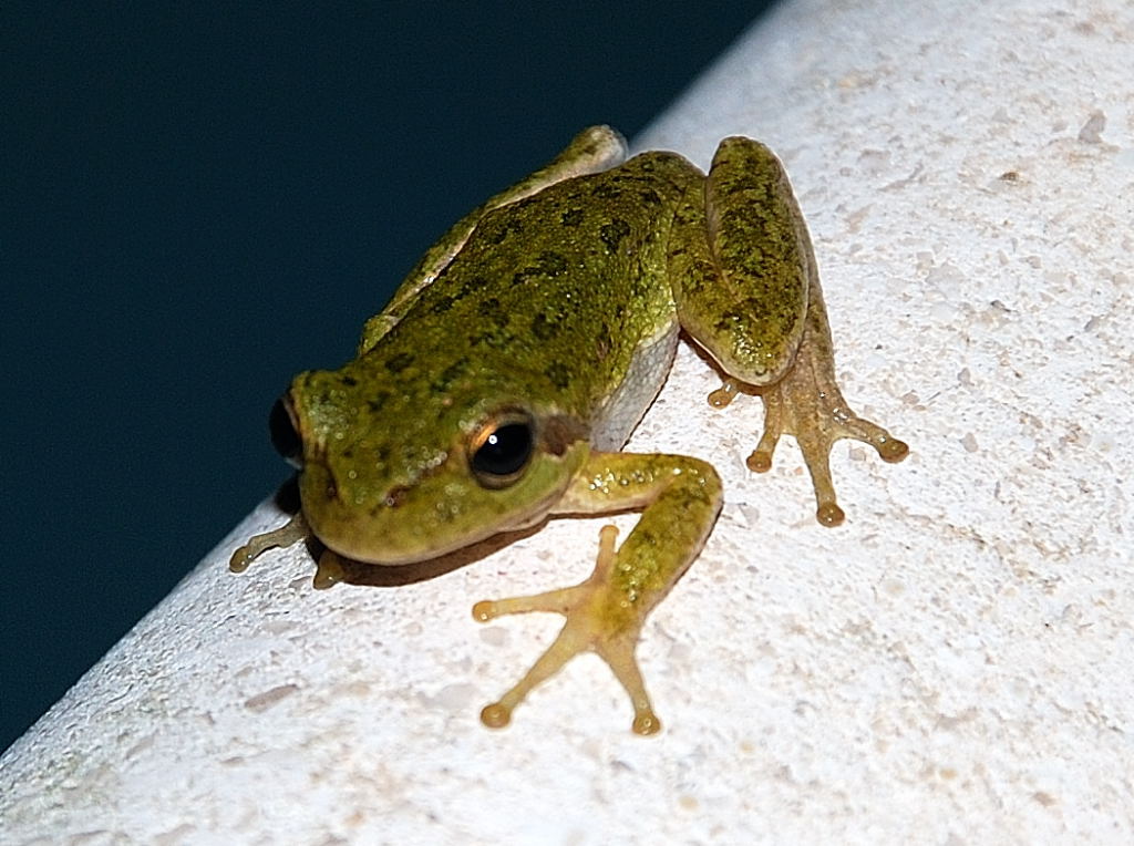 Rana