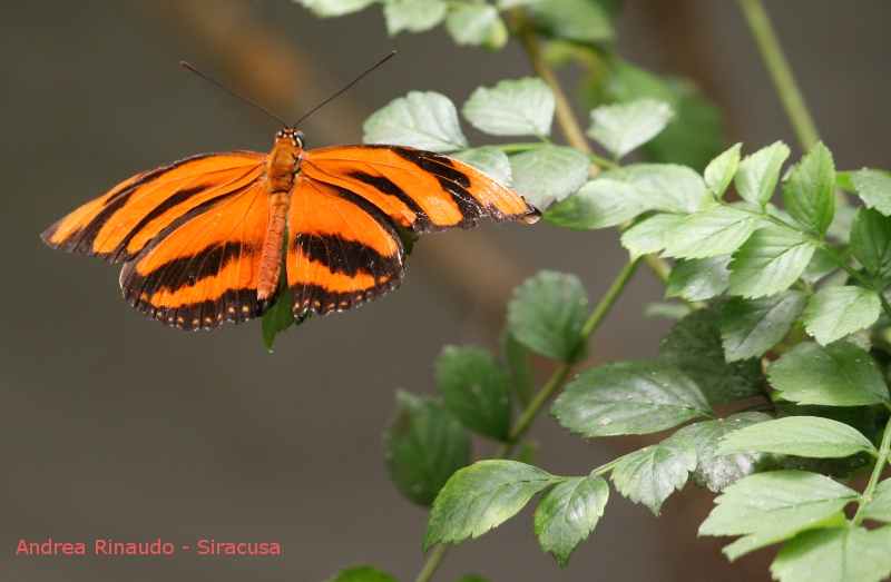 Farfalla arancio