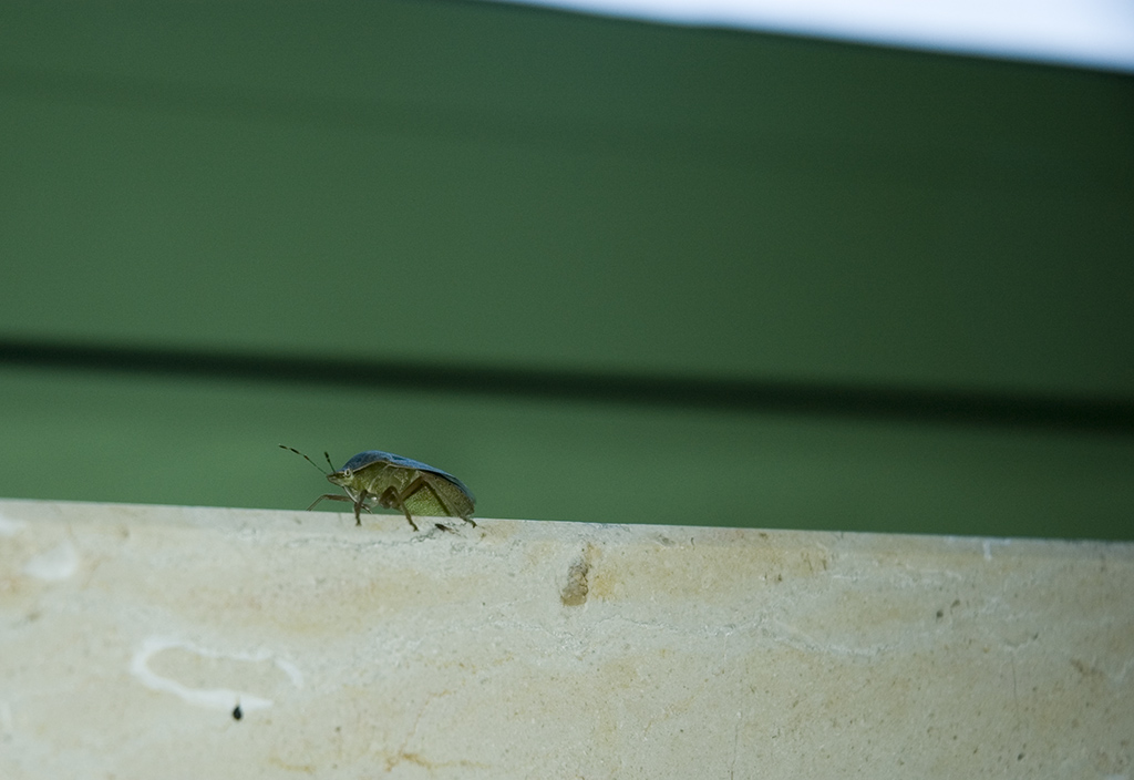 Cimice